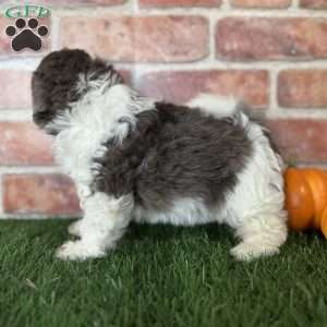 Maple, Shih-Poo Puppy